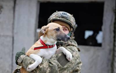 Украинские военные помогают бездомным животным найти дом - korrespondent.net - Житомир