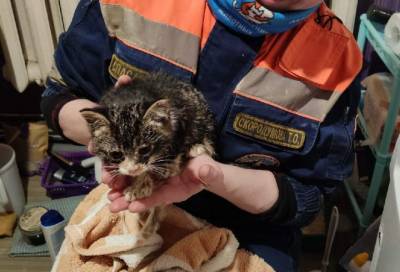 Волонтёры спасли котёнка, провалившегося в бывшую канализацию, в Зеленогорске - online47.ru - Зеленогорск