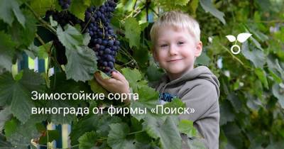 Зимостойкие сорта винограда от фирмы «Поиск» - skuke.net - Виноград