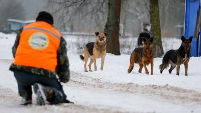 Убить нельзя приручить: сколько россиян погибают из-за бродячих собак? - 5-tv.ru - Россия - Красноярск
