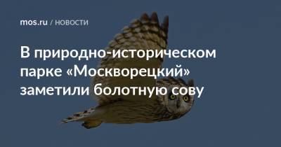 В природно-историческом парке «Москворецкий» заметили болотную сову - mos.ru - Москва