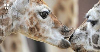 Почему важно быть вместе с друзьями? К примеру, одинокие самки жирафов живут меньше, чем те, у кого есть подружки - hromadske.ua - Швейцария - Танзания