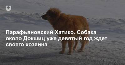 Парафьяновский Хатико. Собака около Докшиц уже девятый год ждет своего хозяина - news.tut.by