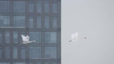 Антон Кубышкин - Фото: стая белых лебедей пролетела над заснеженным Петербургом - piter.tv - Санкт-Петербург