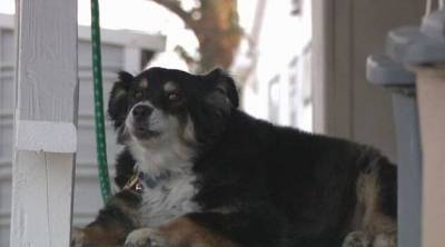 Мужчина оставил своей собаке наследство в 5 миллионов долларов - skuke.net