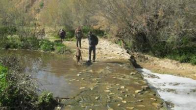 Две собаки скоропостижно умерли после прогулки на природе - vesty.co.il - Беэр-Шевы