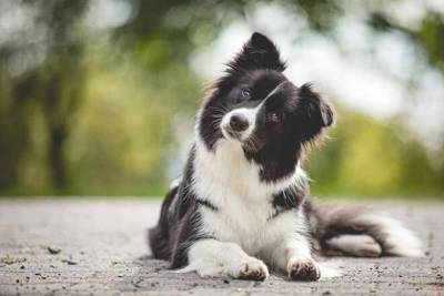 В США собака после смерти хозяина получила в наследство $5 млн - enovosty.com - США