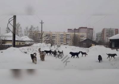 Кузбассовцы пожаловались на «огромную» стаю собак - gazeta.a42.ru