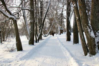 Охраняемую площадь липовой аллеи в Иванове уменьшат в 3,5 раза - mkivanovo.ru