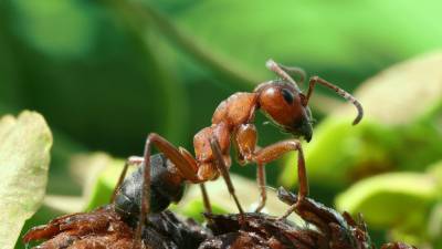 Группа энтомологов обнаружила новый вид взрывающихся муравьев-камикадзе - newinform.com