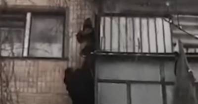 В Тернополе ребенок повис на балконе четвертого этажа, пока мама была в душе (видео) - focus.ua - Тернополь