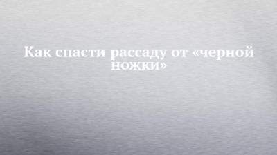 Как спасти рассаду от «черной ножки» - chelny-izvest.ru