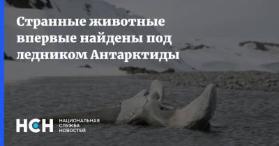 Странные животные впервые найдены под ледником Антарктиды - nsn.fm - Англия - Антарктида - county Frontier