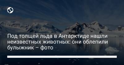 Под толщей льда в Антарктиде нашли неизвестных животных: они облепили булыжник – фото - liga.net - Антарктида - county Frontier