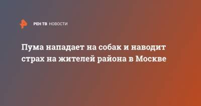 Пума нападает на собак и наводит страх на жителей района в Москве - ren.tv - Москва