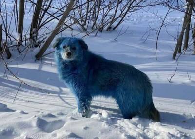 Владимир Гройсман - Синих собак из Дзержинска доставили в ветеринарный госпиталь - m24.ru - Дзержинск