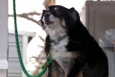 Собака покойного бизнесмена унаследовала 5 миллионов долларов - skuke.net