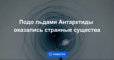 Подо льдами Антарктиды оказались странные cущества - news.mail.ru - США - Англия - Австралия - Новая Зеландия - Антарктида - Ирландия