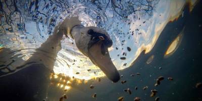 Акулы в Полинезии и любопытный лебедь. Определены лучшие подводные снимки 2020 года - nv.ua - США - Французская Полинезия