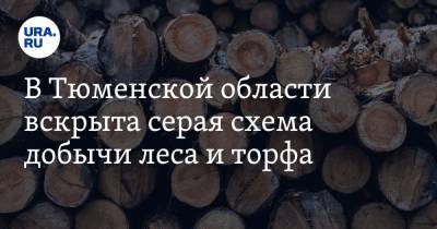 Анна Майорова - В Тюменской области вскрыта серая схема добычи леса и торфа - ura.news - Тюменская обл. - Тобольск