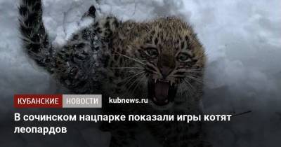 В сочинском нацпарке показали игры котят леопардов - kubnews.ru - Сочи