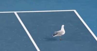 Мэдисон Бренгл - В Мельбурне теннисный матч прерывали из-за атаки чаек на корт (видео) - focus.ua - Мельбурн - Андрееск