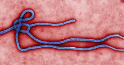 Вспышка Эболы зафиксирована в Гвинее и ДР Конго - focus.ua - Конго - Гвинея - Конакри