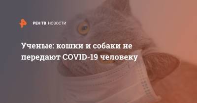 Ученые: кошки и собаки не передают COVID-19 человеку - ren.tv