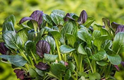 Ученые научили агрокультуры отправлять электронные письма - agroportal.ua