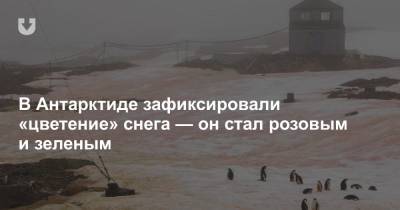 В Антарктиде зафиксировали «цветение» снега — он стал розовым и зеленым - news.tut.by - Антарктида - станция Академик Вернадский