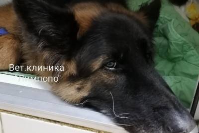 Красноярские ветеринары спасли съевшую огромную игрушку-пингвина овчарку - kras.mk.ru - Красноярск