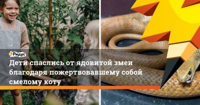 Дети спаслись от ядовитой змеи благодаря пожертвовавшему собой смелому коту - ridus.ru - Австралия