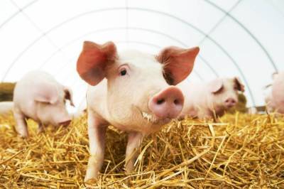 Тренды рынка кормов на конференции Russian Meat Feed 2021 nbsp - smartmoney.one - Москва - Россия - Москва