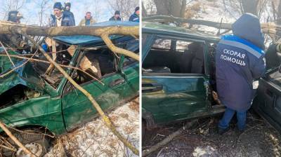 В Воронежской области водитель влетевшего в дерево ВАЗа чудом остался жив - vestivrn.ru - Воронеж - Воронежская обл. - Липецкая обл.