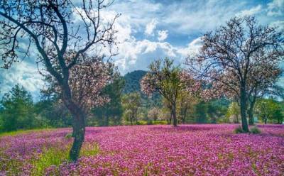 Посмотрите на сиреневые луга - vkcyprus.com - Кипр