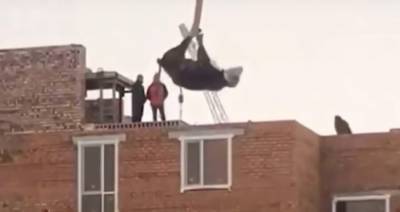 В Казахстане строители подняли корову на крышу дома для жертвоприношения - m24.ru