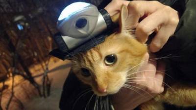 Эксперты прокомментировали акцию с фонариками - delovoe.tv