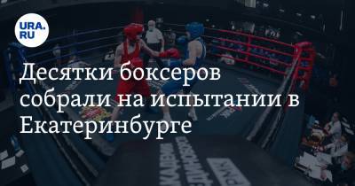 Егор Мехонцев - Константин Цзю - Десятки боксеров собрали на испытании в Екатеринбурге. Лучшие смогут заявить о себе на всю страну - ura.news - Екатеринбург - Свердловская обл.