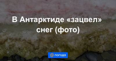В Антарктиде «зацвел» снег (фото) - news.mail.ru - Антарктида