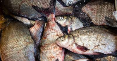 В Зеленоградске пойдёт под суд браконьер, выловивший рыбы почти на 3 млн рублей - klops.ru - Зеленоградск