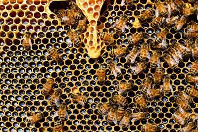 Зачем пчелам нужны в улье дармоеды и бездельники трутни - pravda-tv.ru