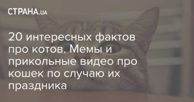 20 интересных фактов про котов. Мемы и прикольные видео про кошек по случаю их праздника - strana.ua