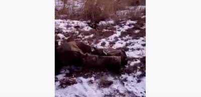 В Воронежской области вызвали скорую муляжу человека - gorcom36.ru - Воронежская обл. - район Бобровский
