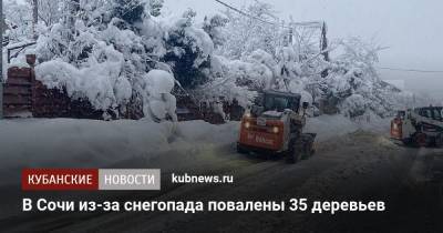 В Сочи из-за снегопада повалены 35 деревьев - kubnews.ru - Сочи