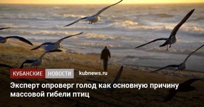 Эксперт опроверг голод как основную причину массовой гибели птиц - kubnews.ru - Крым - Анапа