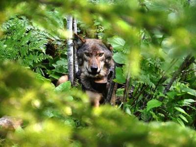 Волки Северной Америки оказались способны к охоте из засады - polit.ru
