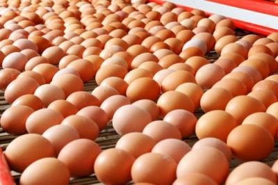 В Анадыре в магазинах отмечается нехватка яиц - aif.ru - Чукотка - Анадырь