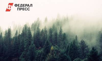 Хозяйка тайги: как группа «Илим» «бережет» природу - fedpress.ru - респ. Коми