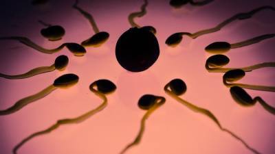 Ученые выяснили, как возраст и токсины влияют на репродуктивную функцию спермы - politros.com