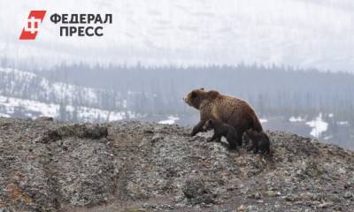 В Югре охотник спасся от медведя, но не ушел от суда - fedpress.ru - Сургут - Югра
